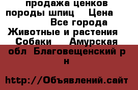 продажа ценков породы шпиц  › Цена ­ 35 000 - Все города Животные и растения » Собаки   . Амурская обл.,Благовещенский р-н